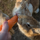 Illustration for article titled iWatership Down /iIs Just a Story About Rabbits, Nothing More and Nothing Less